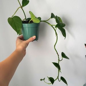 Pothos plant